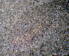 Arnoglossus