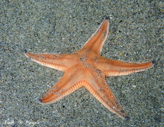 Astropecten irregularis
