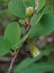 Cotoneaster uniflorus