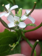 Alliaria petiolata