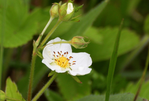 Šlaitinė žemuogė nuotrauka