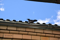 Corvus cornix