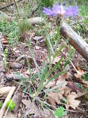 Centaurea triumfettii