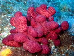 Alcyonium acaule