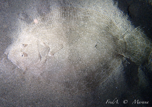 Brill (Scophthalmus rhombus) — Scophthalmidae — 4