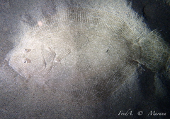 Scophthalmus rhombus