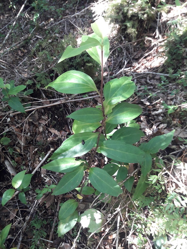 Griselinia racemosa (Griselinia racemosa)