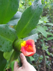 Costus pictus