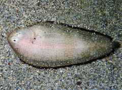 Synapturichthys kleinii
