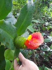 Costus pictus