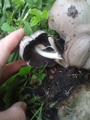 Coprinopsis atramentaria