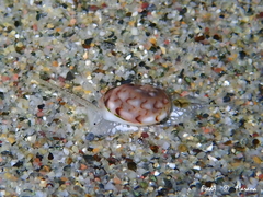 Tritia pellucida