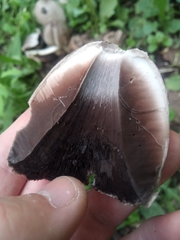 Coprinopsis atramentaria