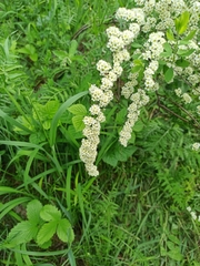 Spiraea