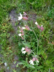 Silene latifolia