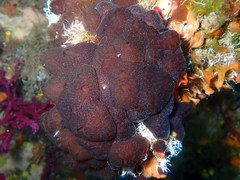 Aplidium fuscum
