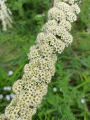 Spiraea