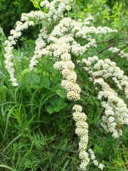 Spiraea
