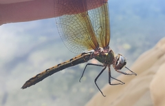 Oxygastra curtisii