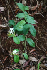 Jasminum coarctatum