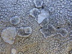 Lecanora gangaleoides