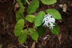 Jasminum coarctatum
