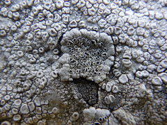Lecanora gangaleoides