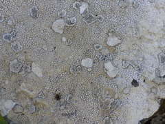 Lecanora gangaleoides