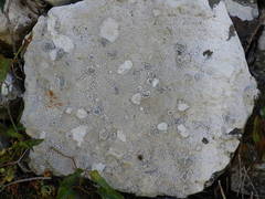 Lecanora gangaleoides