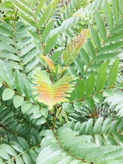 Averrhoa bilimbi