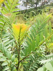 Averrhoa bilimbi