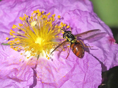 Chrysotoxum triarcuatum