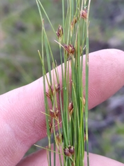 Rhynchospora wrightiana