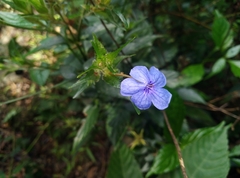 Eranthemum