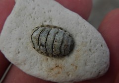 Lepidochitona caprearum