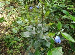 Eranthemum