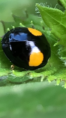Harmonia axyridis