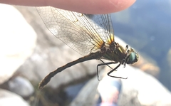 Oxygastra curtisii