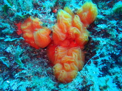 Aplidium elegans