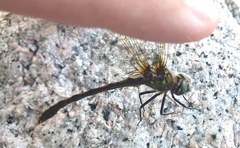 Oxygastra curtisii