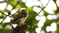 Glaucidium sanchezi