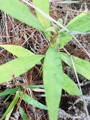 Asclepias curassavica