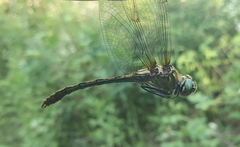 Oxygastra curtisii