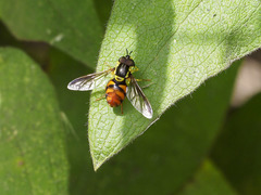 Chrysotoxum triarcuatum
