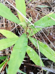 Asclepias curassavica