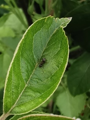Lasius