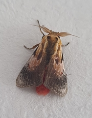 Aidos perfusa