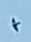 Apodidae