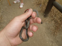 Diadophis punctatus modestus