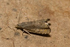 Dichrorampha plumbana